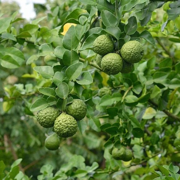 Kaffir Lime plant 3-5" tall in pot Kaffir Citrus Fruit tree - Ship all states - Picture 2 of 5